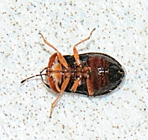 Geocoris erythrocephalus